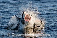 Great White Shark attacking seal Photo - Chris & Monique Fallows