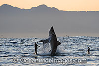 Great White Shark hunting seal Photo - Chris & Monique Fallows