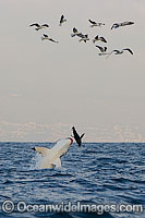Great White Shark attacking seal Photo - Chris & Monique Fallows