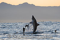 Great White Shark hunting seal Photo - Chris & Monique Fallows