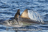 Great White Shark hunting seal Photo - Chris & Monique Fallows