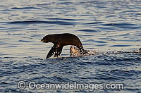 Great White Shark attacking seal Photo - Chris & Monique Fallows