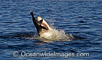Great White Shark hunting seal Photo - Chris & Monique Fallows