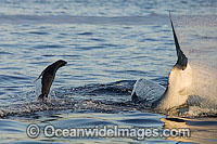 Great White Shark attacking seal Photo - Chris & Monique Fallows