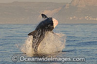 Great White Shark attacking seal Photo - Chris & Monique Fallows
