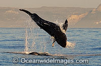 Great White Shark attacking seal Photo - Chris & Monique Fallows