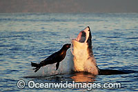 Great White Shark hunting seal Photo - Chris & Monique Fallows
