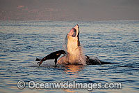 Great White Shark attacking seal Photo - Chris & Monique Fallows