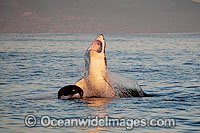 Great White Shark hunting seal Photo - Chris & Monique Fallows