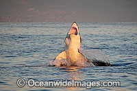 Great White Shark attacking seal Photo - Chris & Monique Fallows