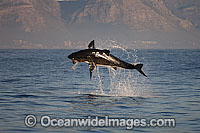 Great White Shark attacking seal Photo - Chris & Monique Fallows