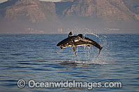 Great White Shark hunting seal Photo - Chris & Monique Fallows