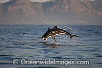 Great White Shark attacking seal Photo - Chris & Monique Fallows