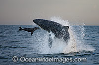 Great White Shark attacking seal Photo - Chris & Monique Fallows