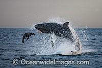 Great White Shark hunting seal Photo - Chris & Monique Fallows