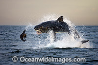Great White Shark attacking seal Photo - Chris & Monique Fallows