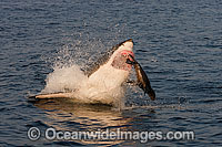 Great White Shark hunting seal Photo - Chris & Monique Fallows