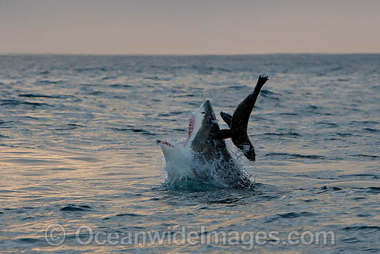 Great White Shark attacking seal photo Great White Shark attacking seal photo