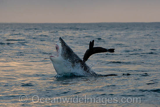 Great White Shark hunting seal photo Great White Shark hunting seal photo