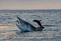 Great White Shark attacking seal Photo - Chris & Monique Fallows