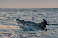 Great White Shark hunting seal Photo - Chris & Monique Fallows
