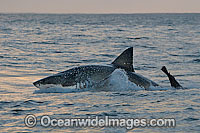 Great White Shark hunting seal Photo - Chris & Monique Fallows