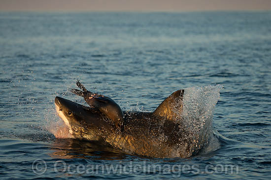 Great White Shark attacking seal photo Great White Shark attacking seal photo