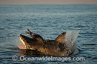 Great White Shark attacking seal Photo - Chris & Monique Fallows