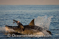 Great White Shark hunting seal Photo - Chris & Monique Fallows