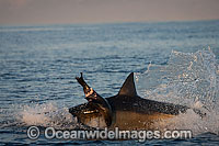 Great White Shark attacking seal Photo - Chris & Monique Fallows