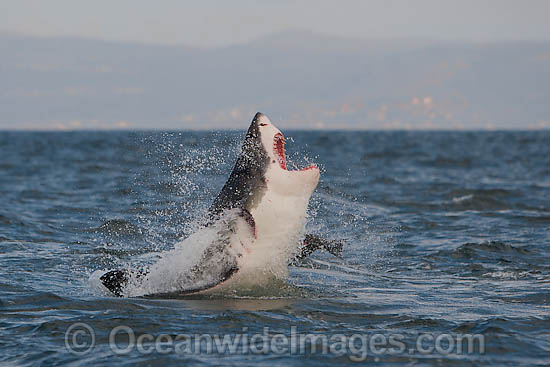 Great White Shark hunting seal photo Great White Shark hunting seal photo
