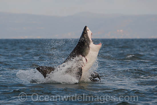 Great White Shark attacking seal photo Great White Shark attacking seal photo