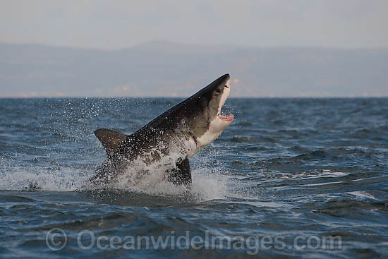 Great White Shark hunting seal photo Great White Shark hunting seal photo