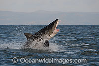Great White Shark hunting seal Photo - Chris & Monique Fallows