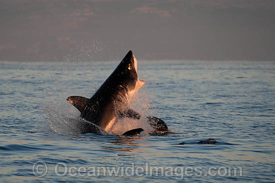 Great White Shark attacking seal photo Great White Shark attacking seal photo