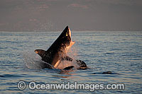 Great White Shark attacking seal Photo - Chris & Monique Fallows