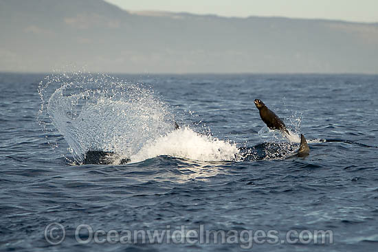 Great White Shark hunting seal photo Great White Shark hunting seal photo