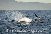 Great White Shark hunting seal Photo - Chris & Monique Fallows