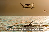 Great White Shark attacking seal Photo - Chris & Monique Fallows