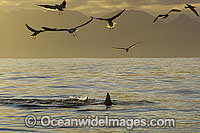 Great White Shark attacking seal Photo - Chris & Monique Fallows