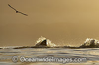 Great White Shark hunting seal Photo - Chris & Monique Fallows