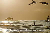 Great White Shark attacking seal Photo - Chris & Monique Fallows