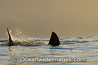 Great White Shark hunting seal Photo - Chris & Monique Fallows