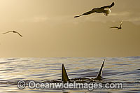Great White Shark attacking seal Photo - Chris & Monique Fallows