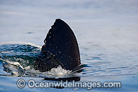 Shark dorsal fin Photo - Chris & Monique Fallows