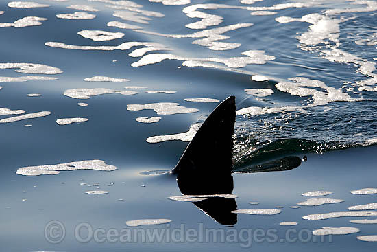 Great White Shark dorsal fin photo Great White Shark dorsal fin photo