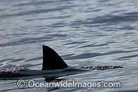 Shark dorsal fin Photo - Chris & Monique Fallows