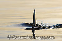 Great White Shark dorsal fin Photo - Chris & Monique Fallows