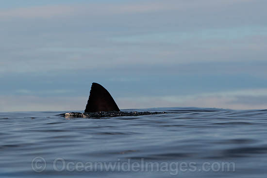 Great White Shark dorsal fin photo Great White Shark dorsal fin photo
