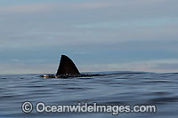 Great White Shark dorsal fin Photo - Chris & Monique Fallows